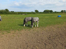 Atractive grey fillies