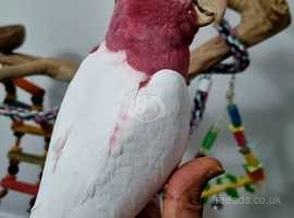 Lutino galah baby cockatoo