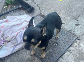 Female French bulldog