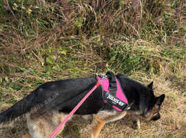 Loverly German shepherd in hull