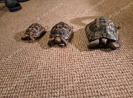 Small Animal Rescue