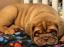 Dogue de bordeaux puppies best sale near me