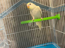 Young Albino budgies with cage