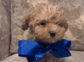 3 maltipoo boys