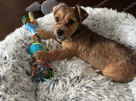 Jack Russel cross Shih Tzu boy