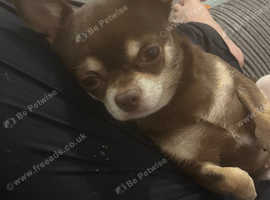 Looking for a male for coco
