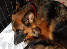 Beautiful  puppies  for sale