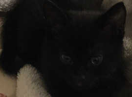2 males kittens walnut/black colour 10 weeks old ready to rehome