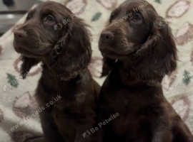 Stunning Choclate cocker spaniel puppy's