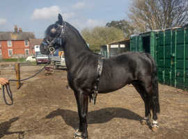 Adorable mix Hackney friesian horse / price has been dropped to £5500