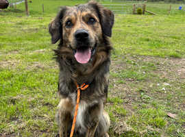 Retriever cross collie