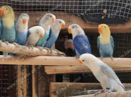 Lovebirds ficshers opalines for sale