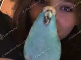 Kakariki male parrot 1 year and 6 months old
