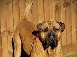 2 year old mastiff