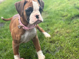 Last Kc Boxer Bitch Puppy Massively Reduced