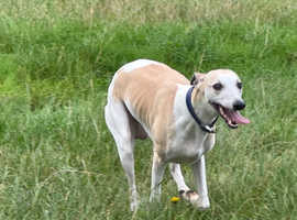 STUNNING BOY UP REHOMING