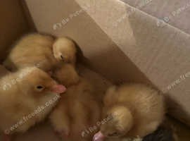 Indian runner ducklings