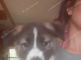 akita puppys for sale