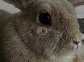 beige rabbit