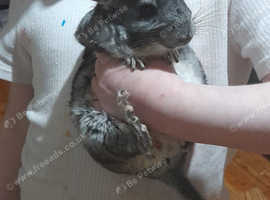 2 chinchillas for sale need rehome asap