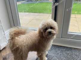 Beautiful 6 Month Old Girl - Willow