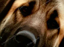 Anatolian Shepherd Dog