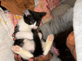 Lovely kitten