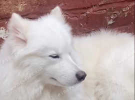 dog for sale