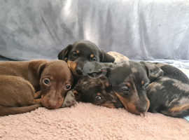 Dachshund puppies X2 looking for forever homes