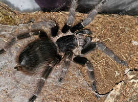 Nhandu caraponesis sub Adult female