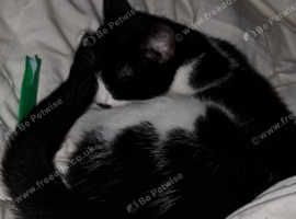 Black/white cat