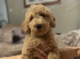 1 male Double Doodle / goldendoodle x Australian labradoodle  ready to leave