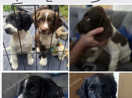 English springers 10 week old pups for sale