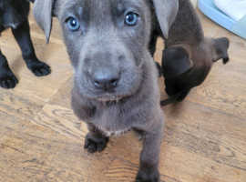 Great Dane X German Shepherd ( Blue Colour)Puppy!!!!