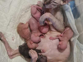 Sphynx kittens for sale