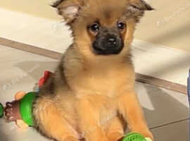 Female Pom chi