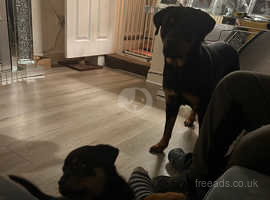 North east hot sale rottweiler rescue