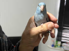 Blue parrotlet
