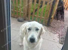 White female golden retriever
