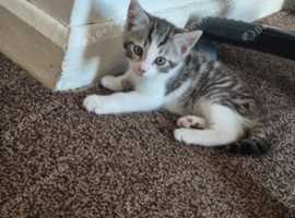 Kittens