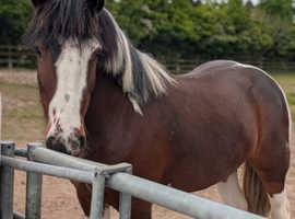 Beautiful Andulucian, Dutch warmblood X cob