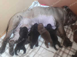 pedigree papers shairpei puppy