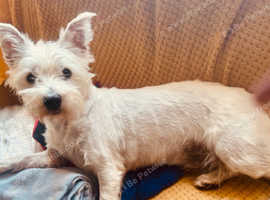 FOR SALE 2 WESTIE FEMALES ( TWO YEARS OLD )