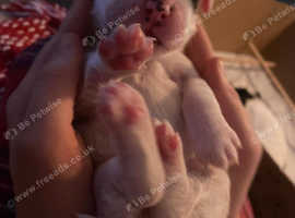 Springer spaniel puppies for sale