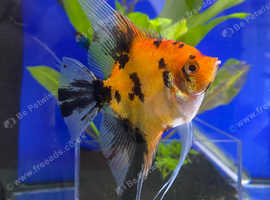 Red king angelfish
