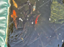 Assort of fish