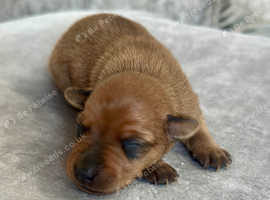 Show Standard Miniature Pinscher Puppies FEMALES X3