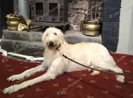 Deerhound x greyhound (longdog)