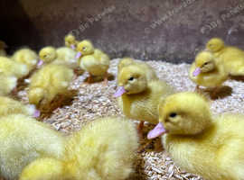 Day old female Aylesbury ducklings