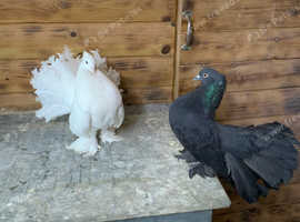 Cracking pair Indian fantails
